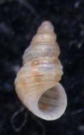 Alvania&nbsp;sculptilis